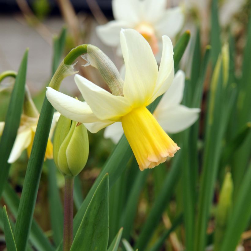Narcissus cyclamineus Winter Waltz (Flowering)