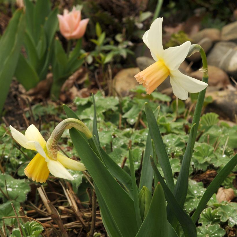Narcissus cyclamineus Winter Waltz (Plant habit)