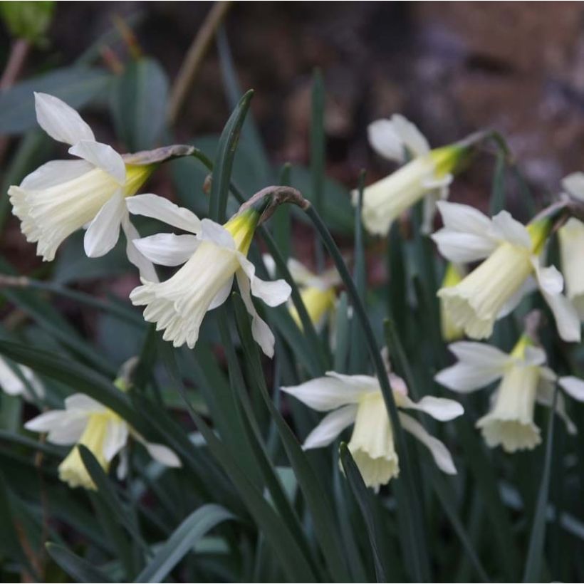 Narcissus W.P. Milner (Flowering)