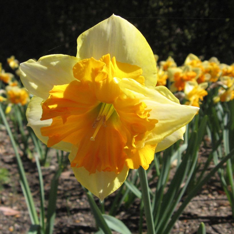Narcissus Mondragon (Flowering)