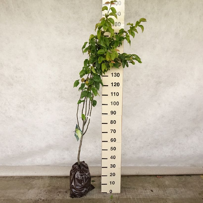 Nashi Hosui Abundance - Apple-Pear Ready-to-plant root ball, GobletShipped height around 100+cm sample as delivered in summer