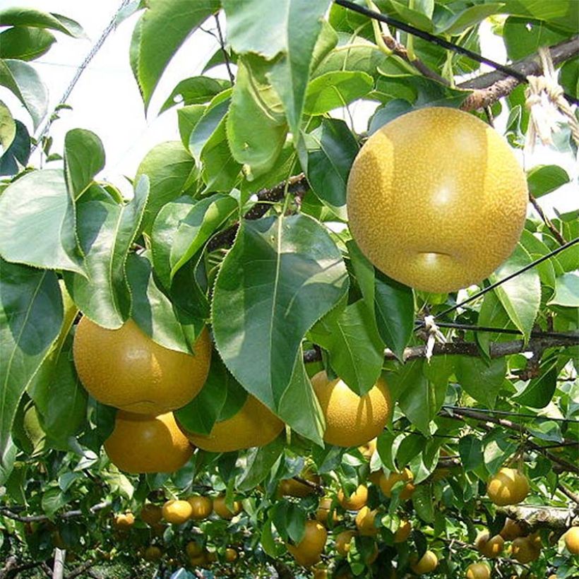 Nashi Nijisseiki - Apple-Pear (Foliage)