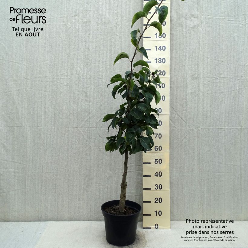 Nashi Nijisseiki - Pomme-poire Pot de 7,5L/10L sample as delivered in summer