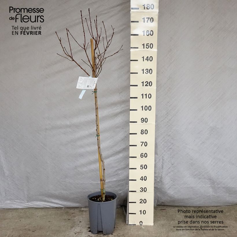 Prunus Fantasia - Nectarine Tree sample as delivered in winter