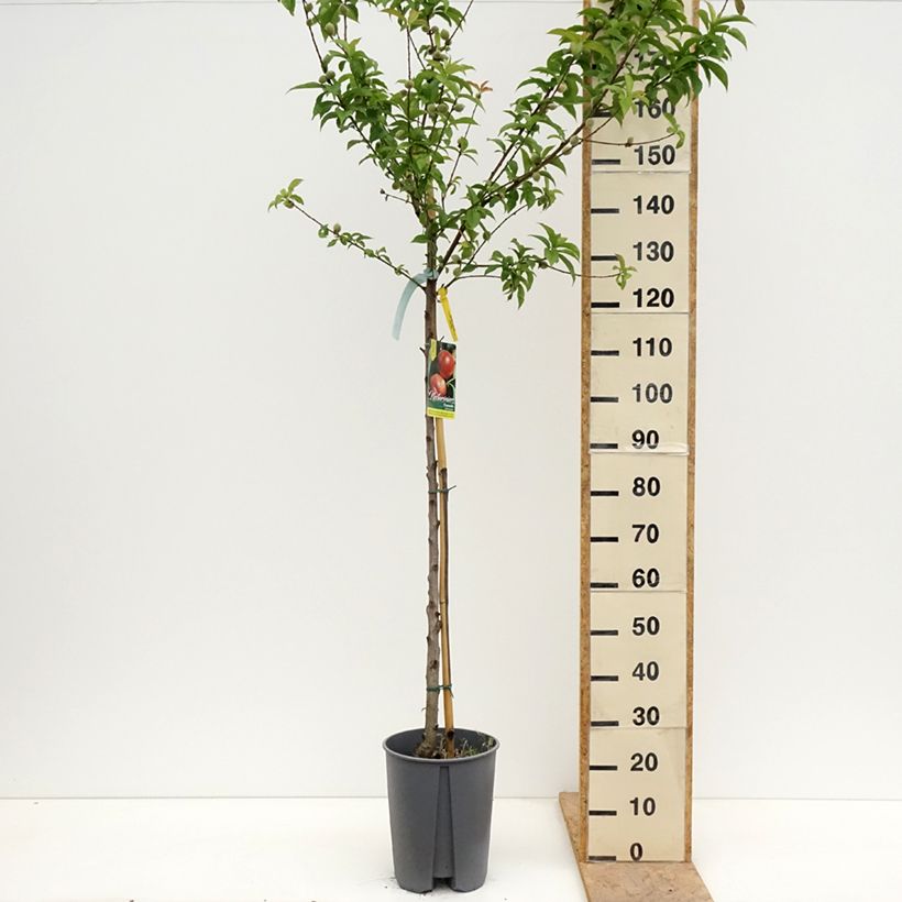 Prunus Fantasia - Nectarine Tree 7.5L/10L pot, Half standardShipped height around 150/175cm sample as delivered in spring