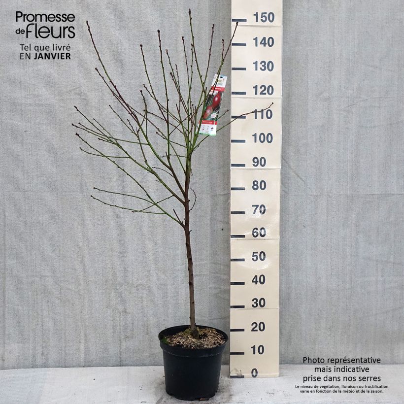 Nectarinier Fantasia - Gobelet en pot de 10L sample as delivered in winter