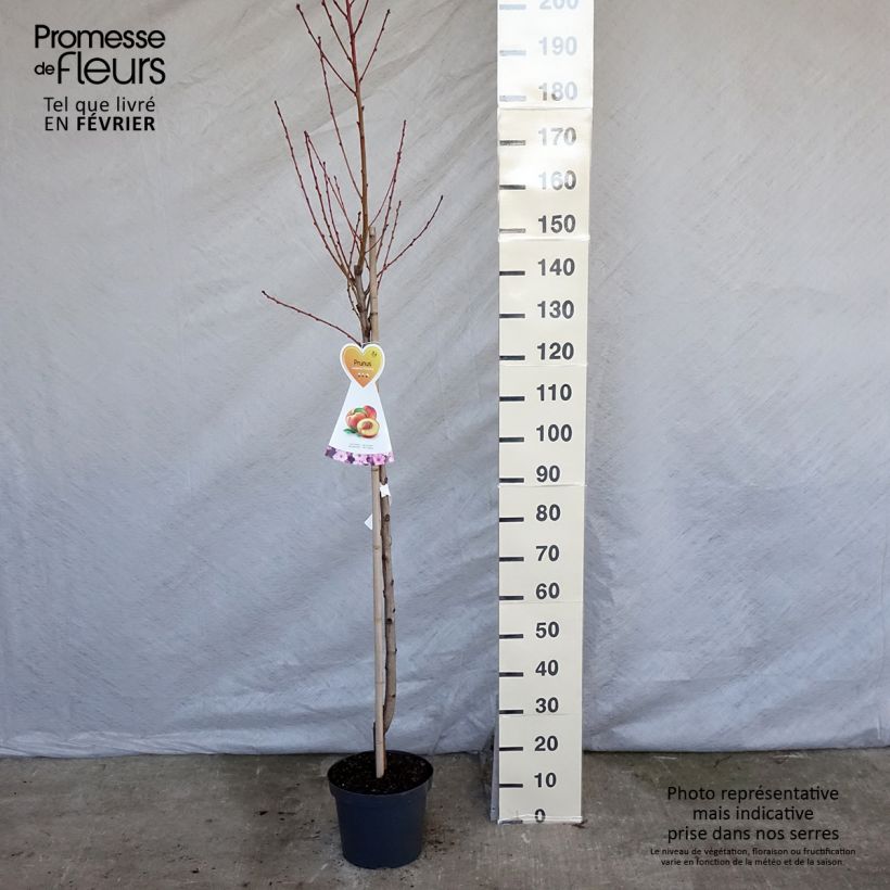 Nectarinier Flavor Top - Prunus persica nucipersica Demi-tige en pot de 7,5l/10l sample as delivered in winter