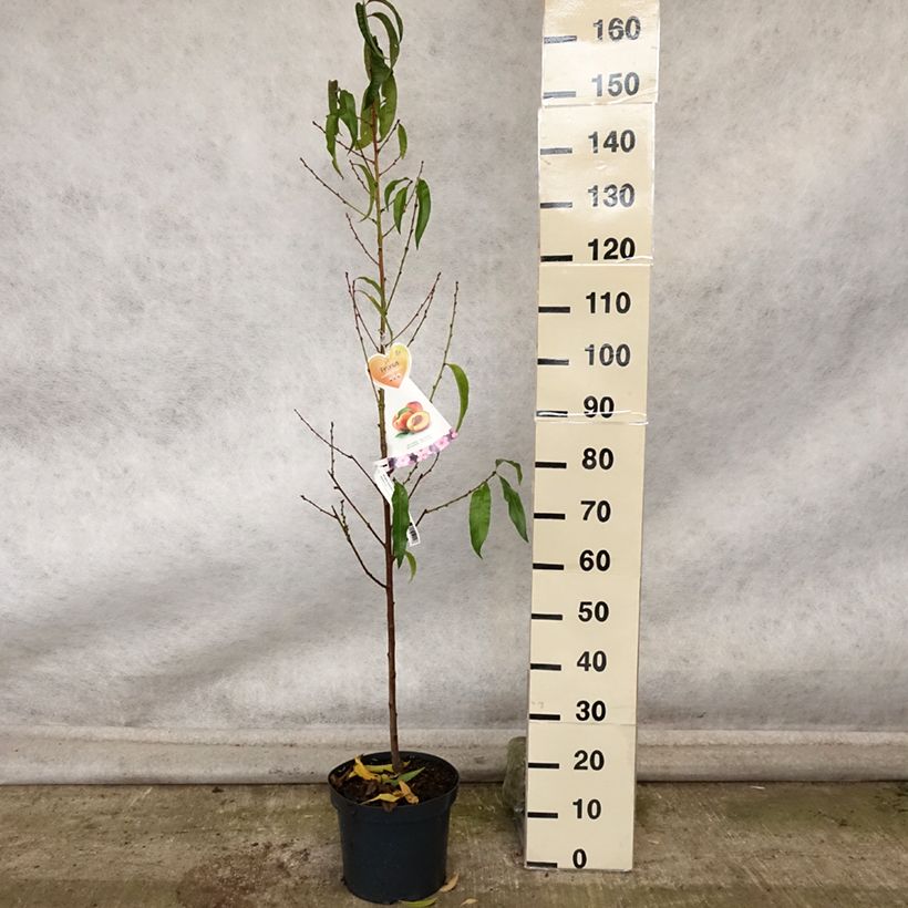 Prunus Flavortop - Nectarine Tree 7.5L/10L pot, Goblet sample as delivered in autumn