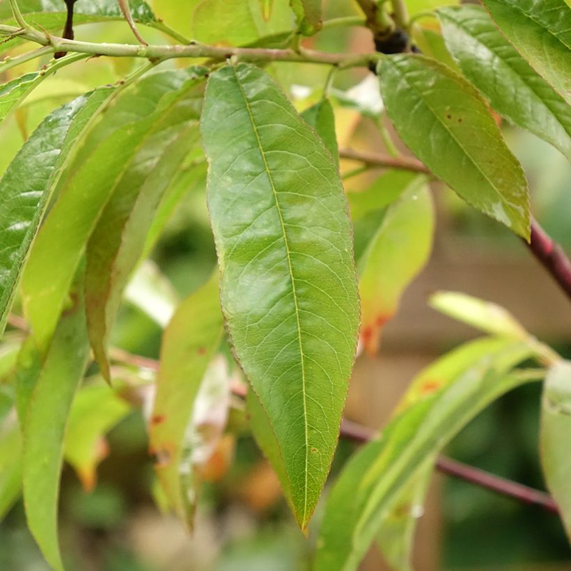 Prunus Flavortop - Nectarine Tree (Foliage)