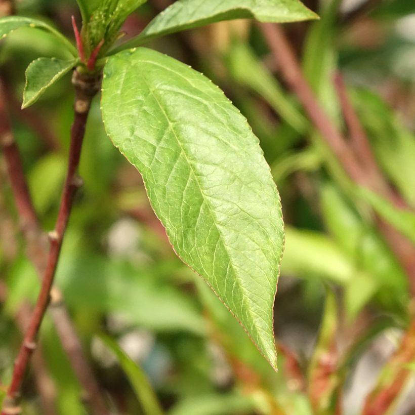 Prunus persica Morton - Nectarine Tree (Foliage)