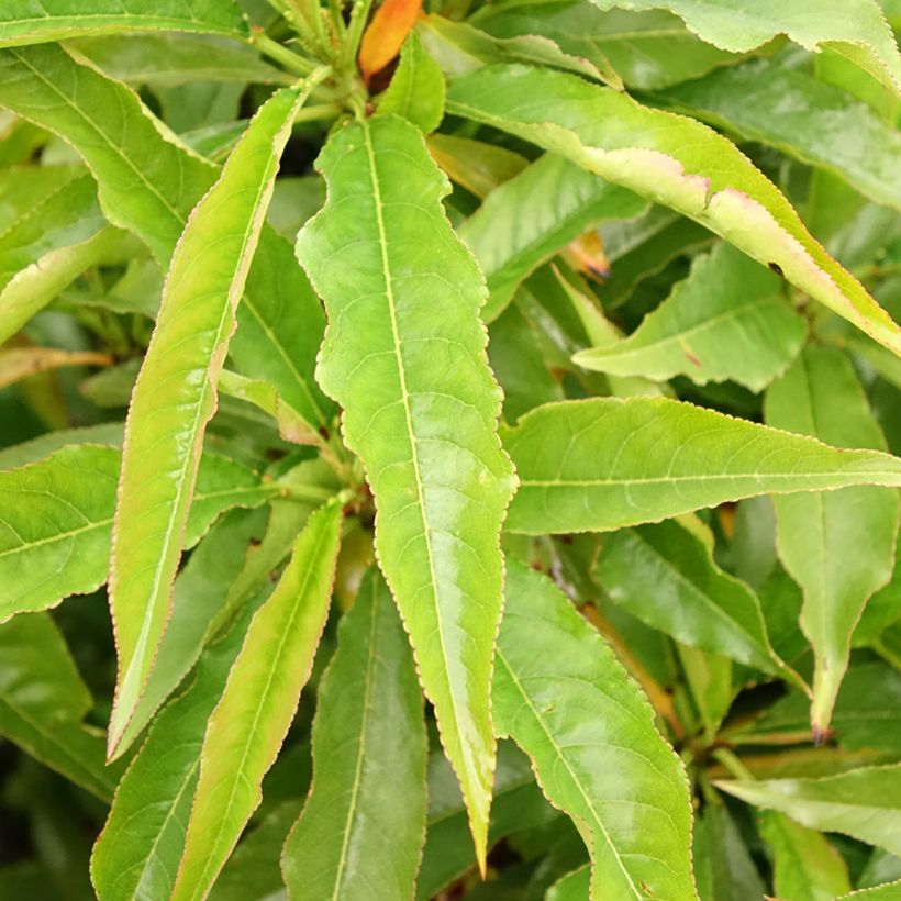 Prunus persica Garden Beauty - Dwarf Nectarine Tree (Foliage)