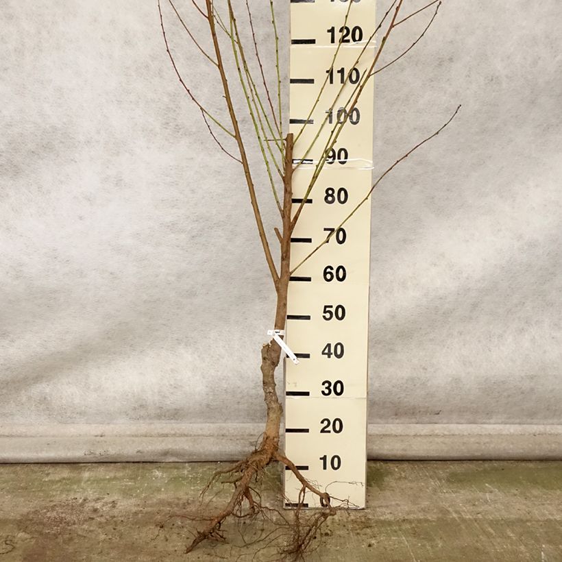 Prunus Nectared - Nectarine Tree Bare root, Goblet sample as delivered in autumn