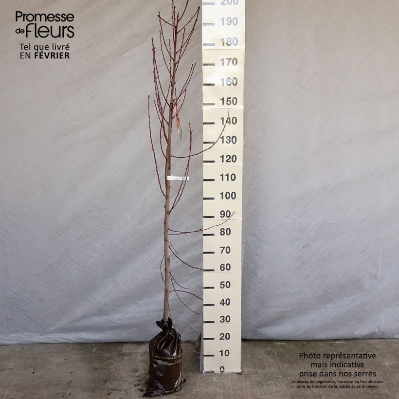 Prunus Nectared - Nectarine Tree sample as delivered in winter