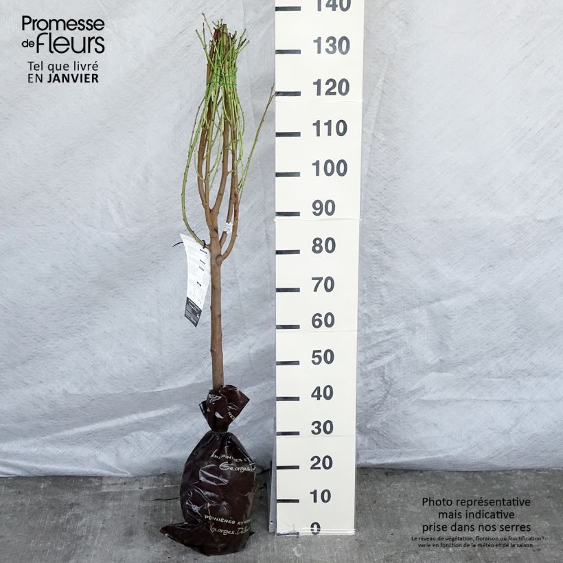 Prunus persica Nectarine Mesembrine (flat) - Georges Delbard Ready-to-plant root ball, Goblet sample as delivered in winter