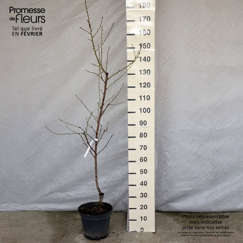 Nectarinier - Prunus persica nucipersica Nectarose Pot de 7,5L/10L sample as delivered in winter