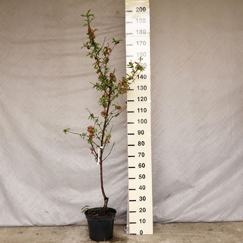Prunus Nectarose - Nectarine tree sample as delivered in spring