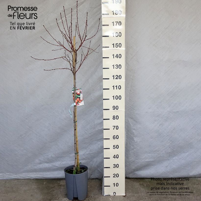 Prunus Plat - Nectarine tree 7.5L/10L pot, Half standard sample as delivered in winter