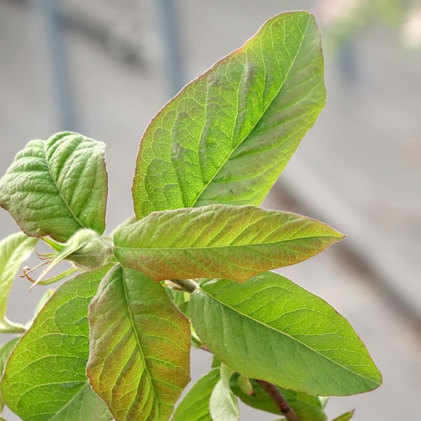 Medlar Bredase Reus - Mespilus germanica (Foliage)