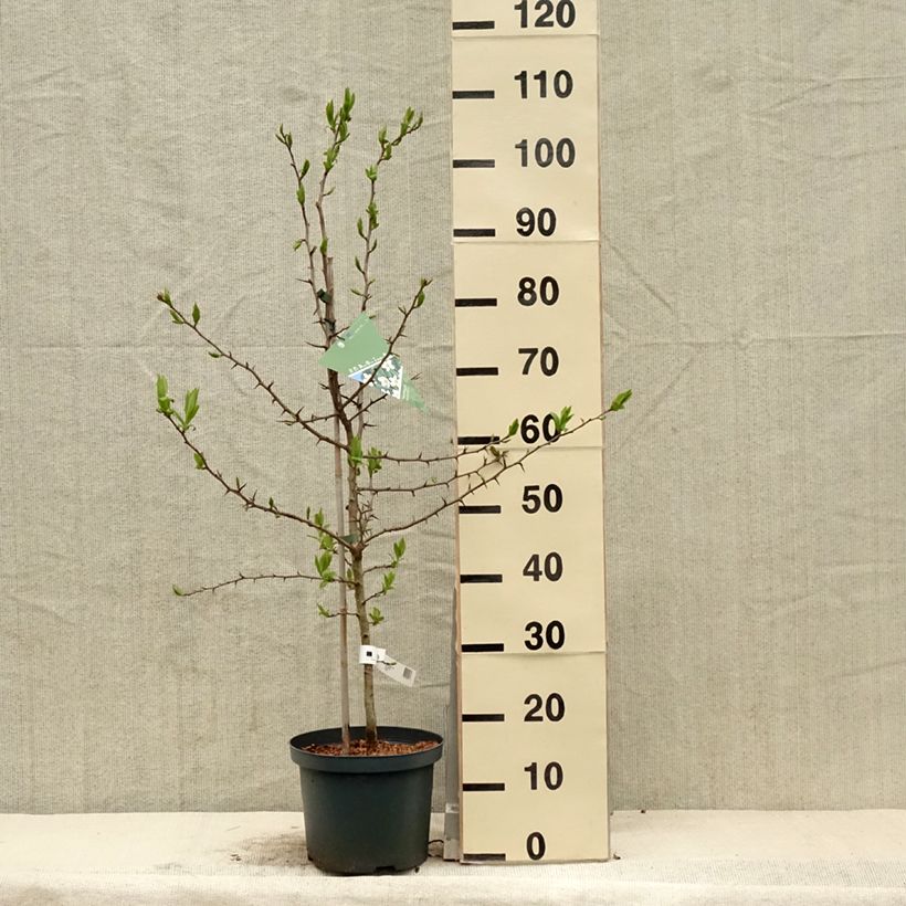 Mespilus germanica Westerveld - Common Medlar 4L/5L potShipped height around 80cm sample as delivered in spring