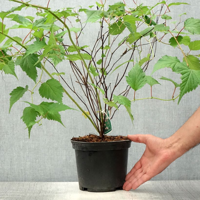 Neillia affinis Pot de 2L/3L sample as delivered in summer