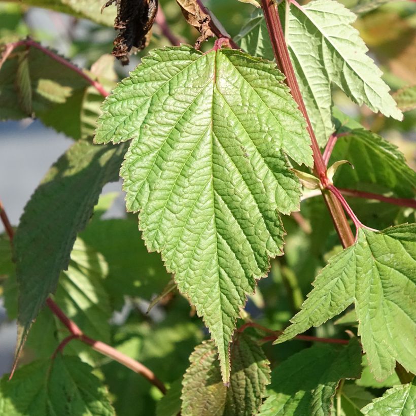 Neillia thibetica - False spirea (Foliage)