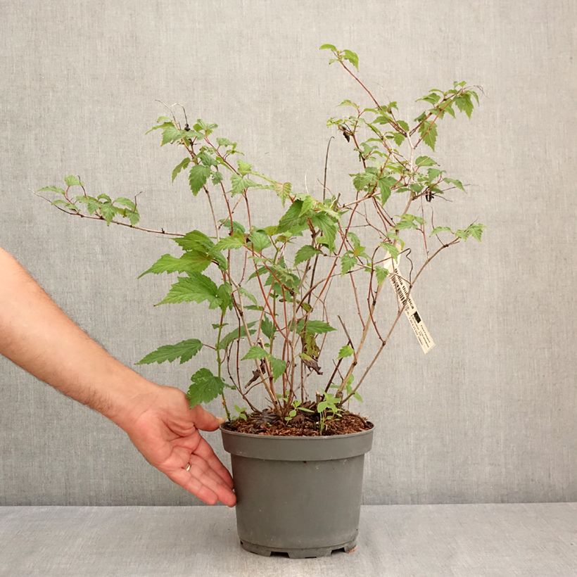 Neillia thibetica - False spirea 3L/4L pot sample as delivered in summer