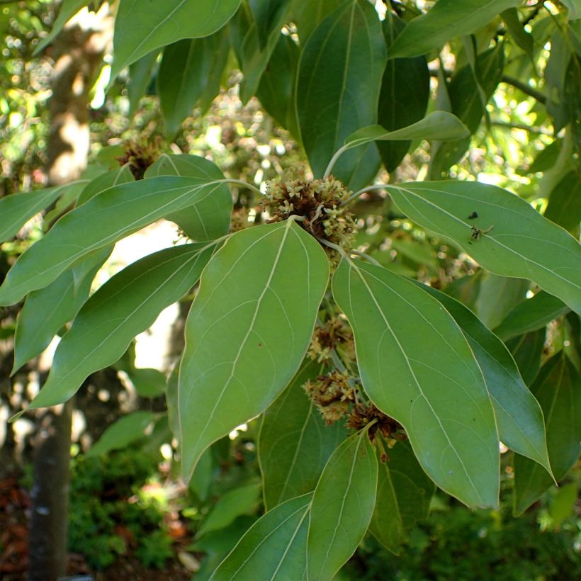 Neolitsea sericea (Foliage)
