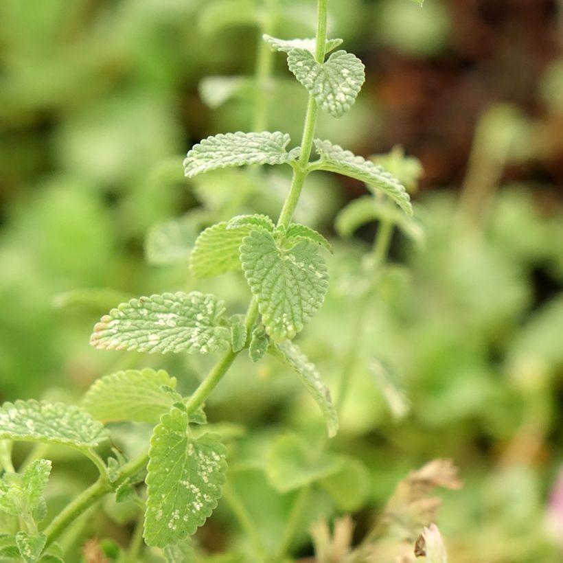 Nepeta faassenii Cats Pajamas - Catnip (Foliage)