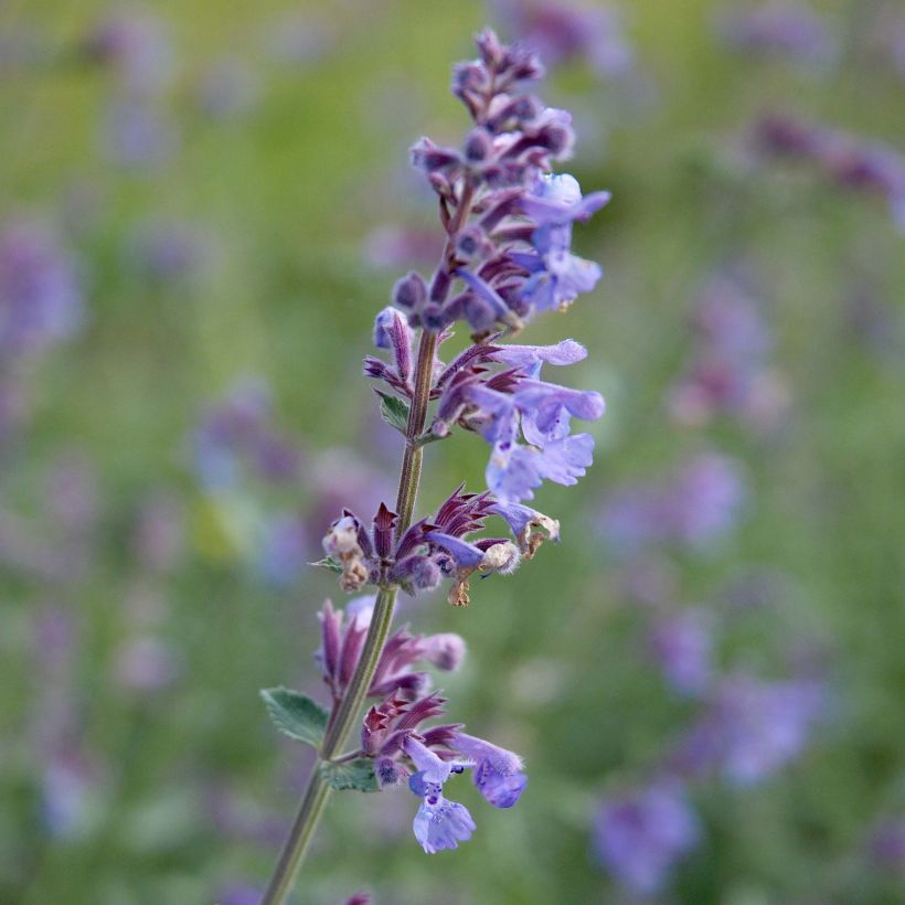 Nepeta faassenii Six Hills Giant - Catnip (Flowering)