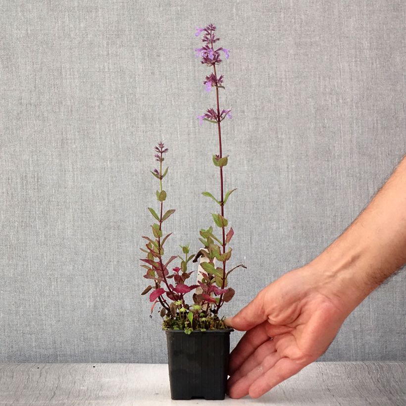 Nepeta grandiflora Bramdean - Catnip 8/9 cm pot sample as delivered in summer