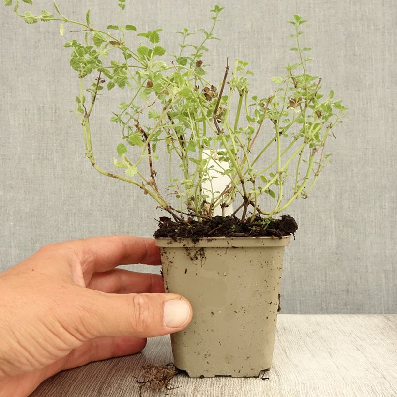 Nepeta faassenii Kit Cat - Catnip 8/9 cm pot sample as delivered in summer