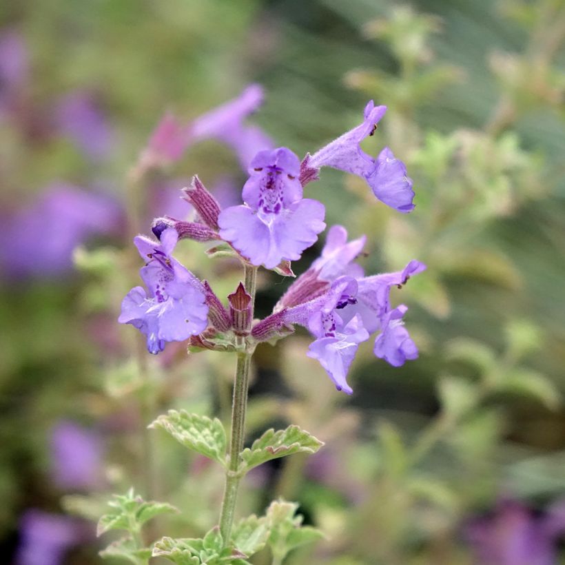 Nepeta faassenii Kit Cat - Catnip (Flowering)