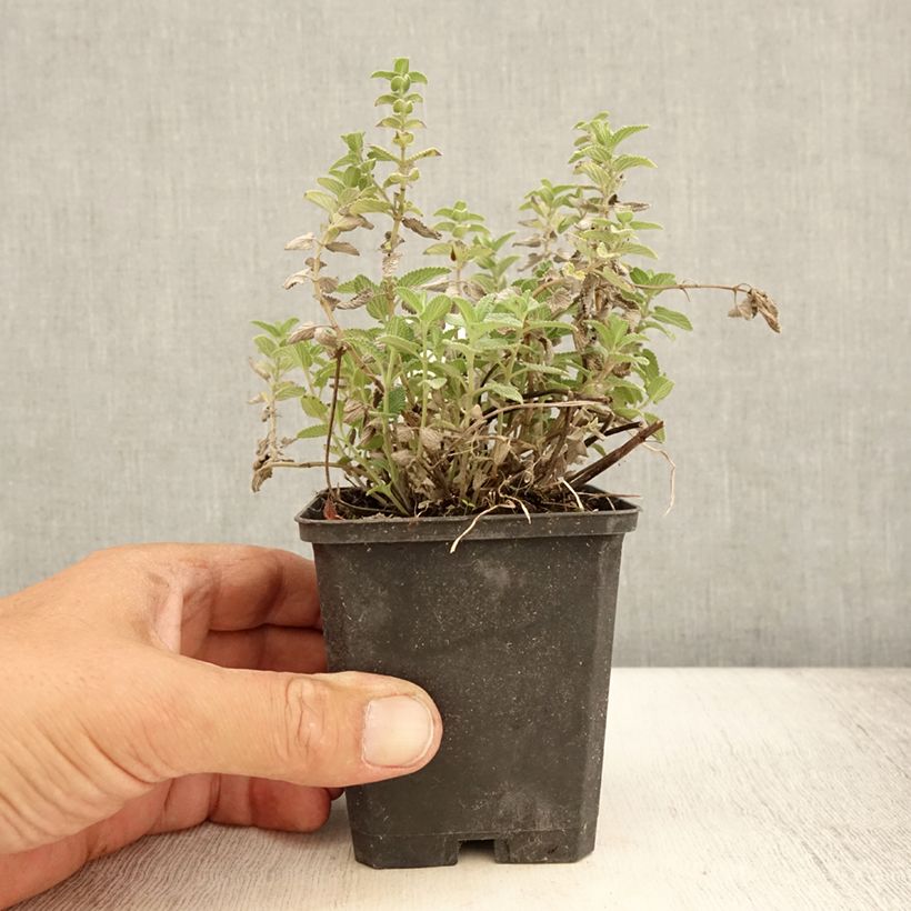 Nepeta mussinii (racemosa) - Chataire en godet de 9 cm sample as delivered in summer