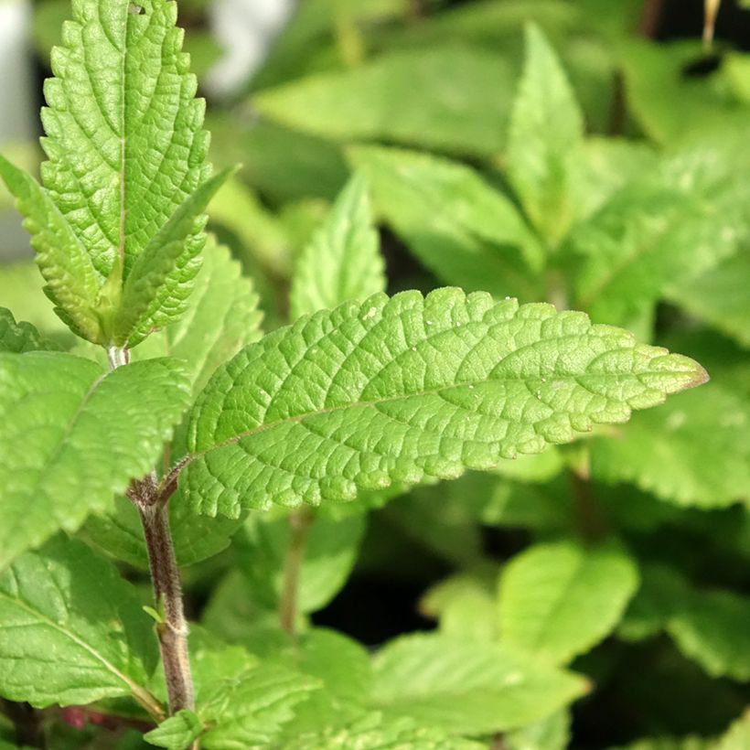 Nepeta Neptune - Catnip (Foliage)