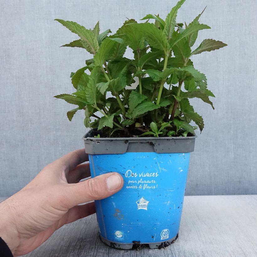 Nepeta Neptune - Catnip 1.5L/2L pot sample as delivered in spring