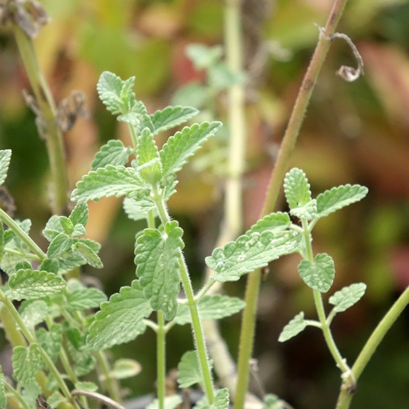 Nepeta racemosa Amelia - Catnip (Foliage)