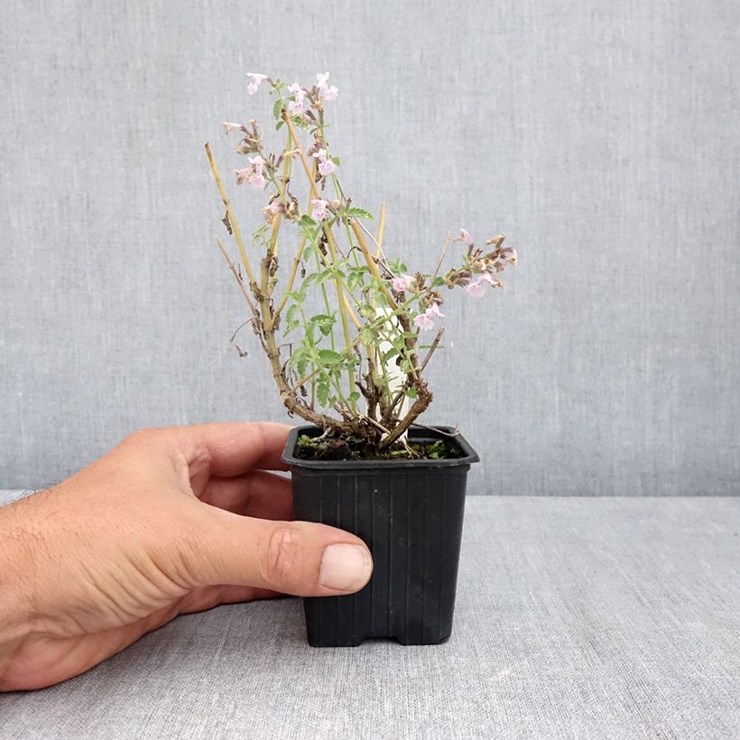 Nepeta racemosa Amelia - Catnip 8/9 cm pot sample as delivered in summer