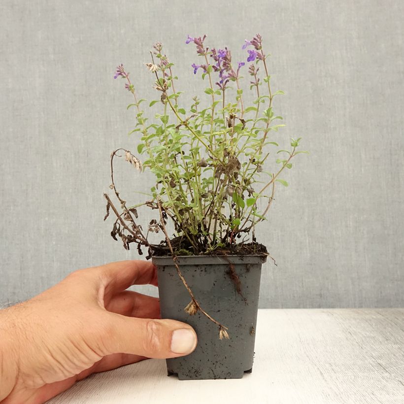 Nepeta racemosa Grog - Catnip 8/9 cm pot sample as delivered in summer