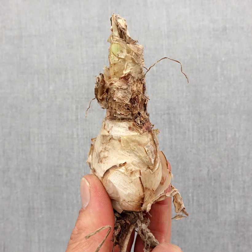 Nerine sarniensis var. corusca Bulb size 12+ sample as delivered in spring