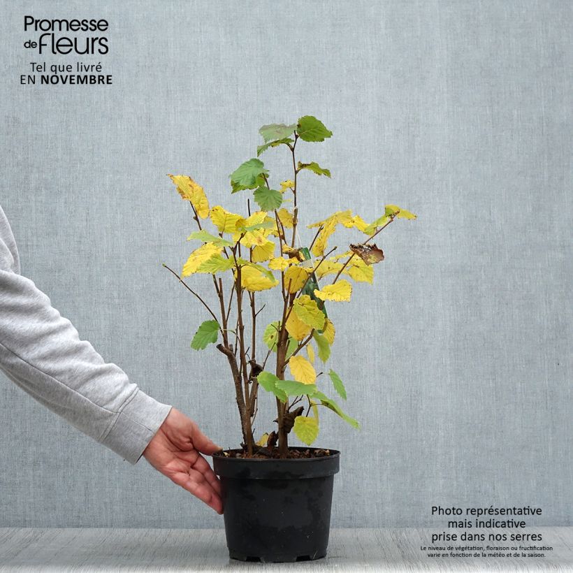 Corylus avellana - Common Hazel 2L/3L pot sample as delivered in autumn