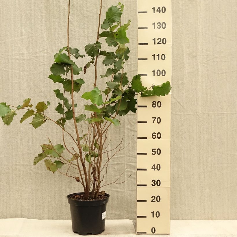 Corylus avellana - Common Hazel 7.5L/10L pot sample as delivered in autumn