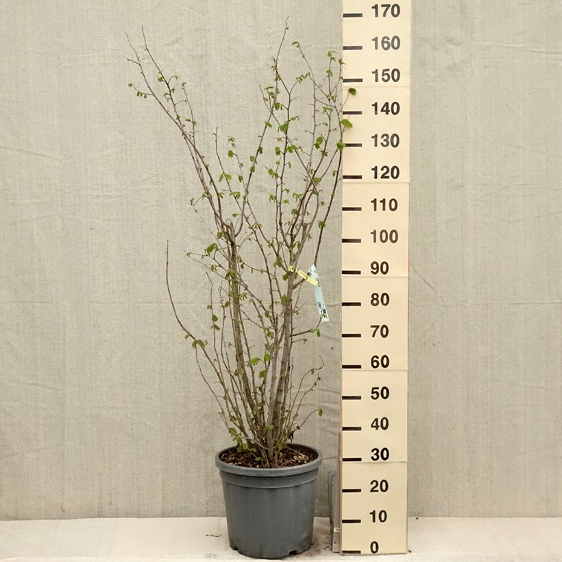 Corylus avellana - Common Hazel 7.5L/10L potShipped height around 80/100cm sample as delivered in spring