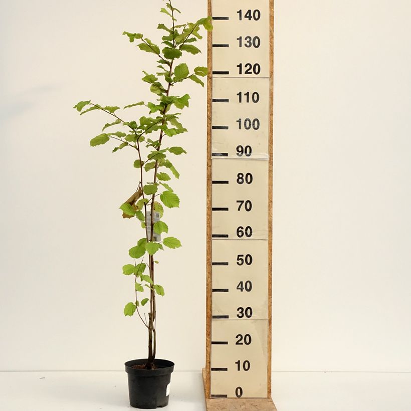 Corylus avellana - Common Hazel 2L/3L pot sample as delivered in summer