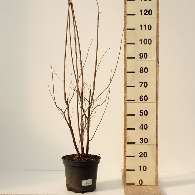 Corylus avellana - Common Hazel 7.5L/10L potShipped height around 80/100cm sample as delivered in winter