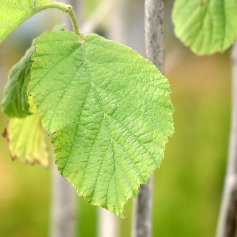 Corylus avellana Tonda Gentile Trilobata (Foliage)