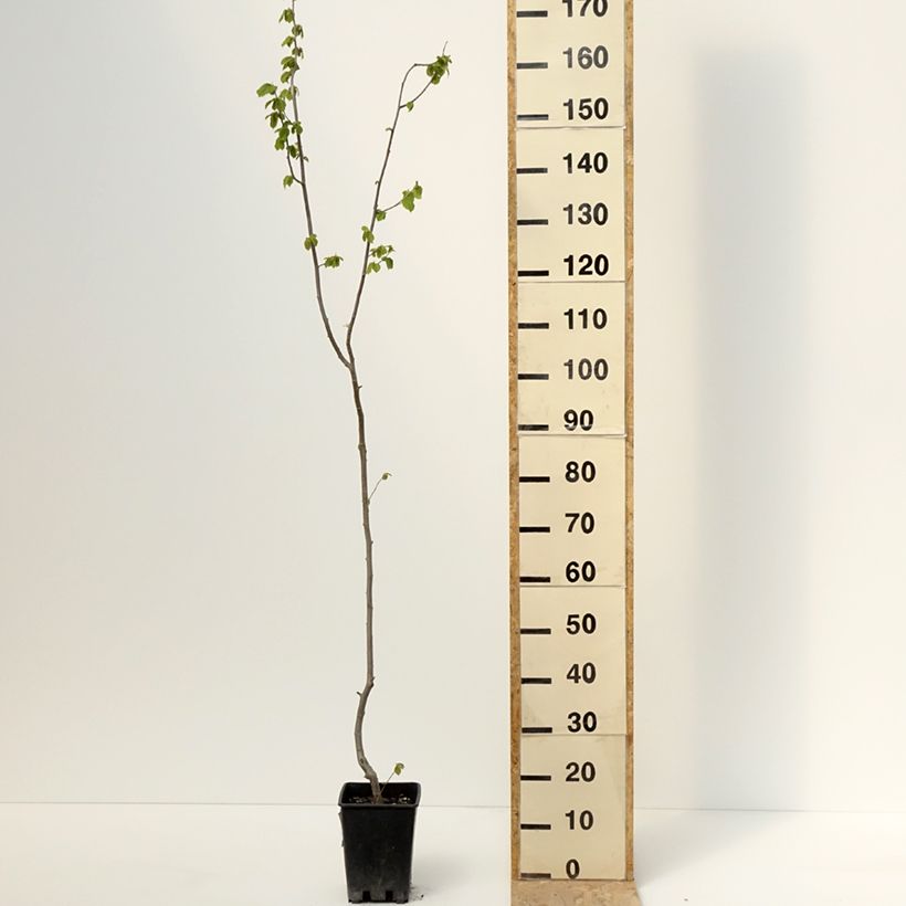 Corylus avellana Tonda Gentile Trilobata 1.5L/2L potShipped height around 30/40cm sample as delivered in spring