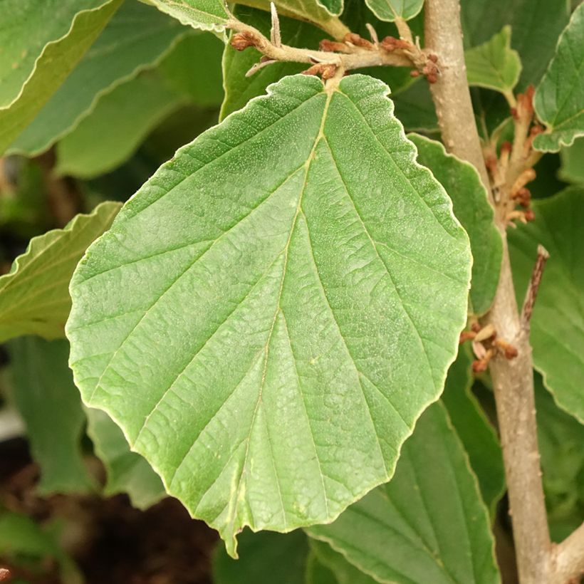 Hamamelis intermedia Westerstede - Witch Hazel (Foliage)