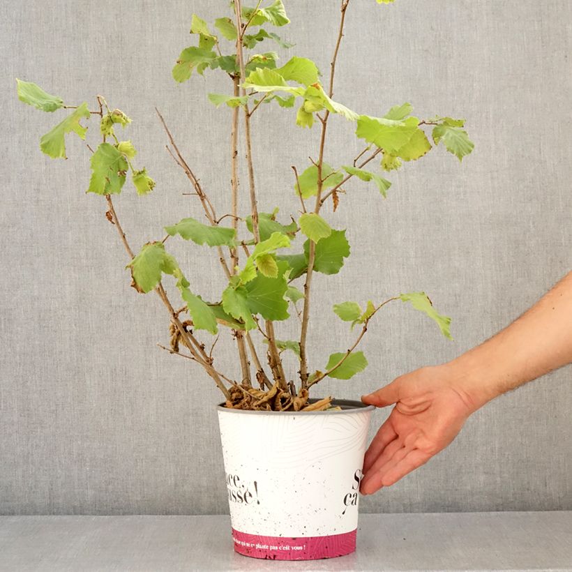 Common Hazel Fertile de Coutard - Corylus avellana 3L/4L pot, Bush sample as delivered in summer