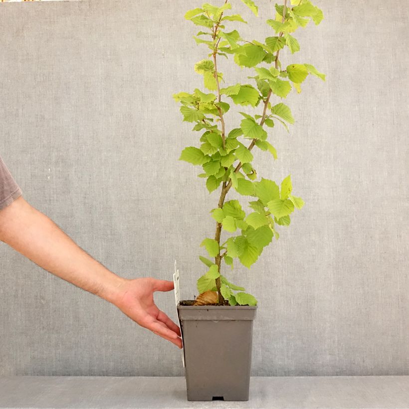 Hazel Merveille de Bollwiller - Corylus maxima 4L/5L pot, Bush sample as delivered in summer