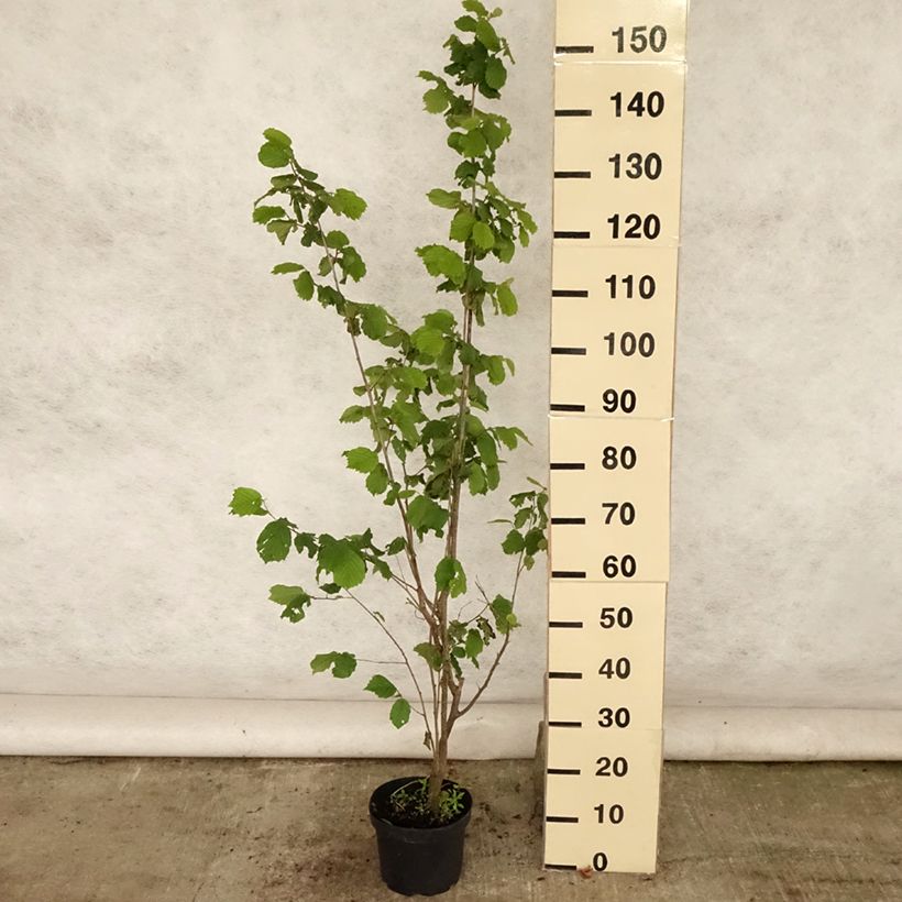 Hazel Merveille de Bollwiller - Corylus maxima 2L/3L pot sample as delivered in summer